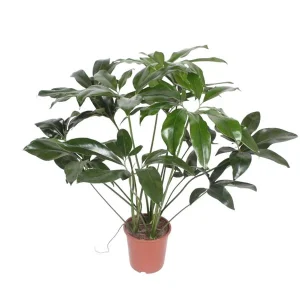 Philodendron Green Wonder half schaduw kamerplant - Tropische elegantie