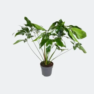 Philodendron groen wonder ca. te - elegante kamerplant