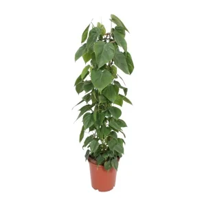 Philodendron Scandens - klimplant binnen