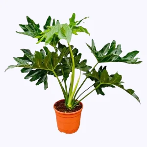 Philodendron Selloum - Tropische kamerplant met opvallende bladeren