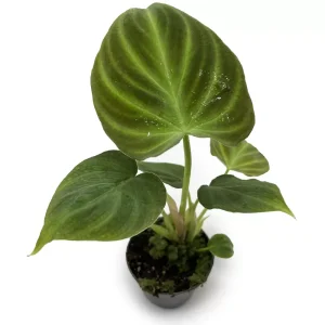 Philodendron Verrucosum