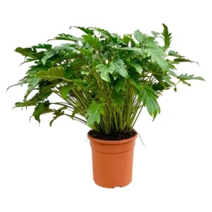 Philodendron Xanadu - Tropische Kamerplant