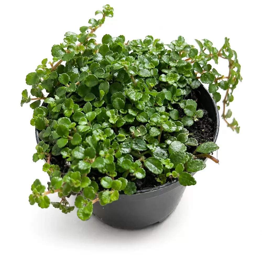 Pilea Depressa - Image 2