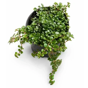 Pilea Depressa