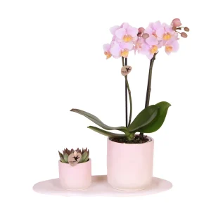 Plantenset Vlinderorchidee Vienna + Succulent