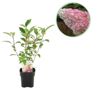 Pluim Hortensia Creme - Zachtroze - Diep Aardbeirood