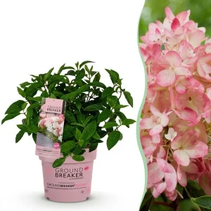Pluimhortensia Creme tot Zachtroze