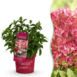 Pluimhortensia Wit tot Robijnrood