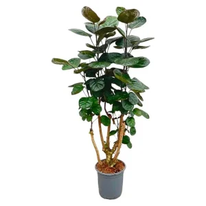 Polyscias Fabian Kamerplant/ Ming Aralia Kamerplant