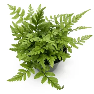 Polystichum Tsus-simense