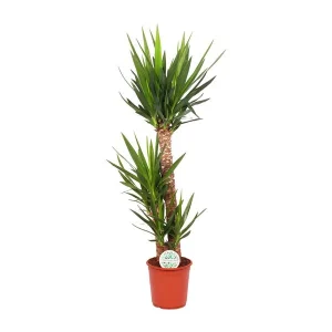 Populaire kamerplant Yucca Elephantipes - Luchtzuiverende stamplant binnen
