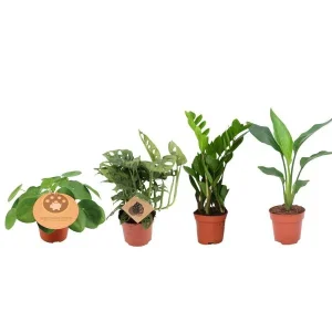 Populaire Plantenbox - Monstera, Strelitzia, Zamioculcas & Pilea (, )