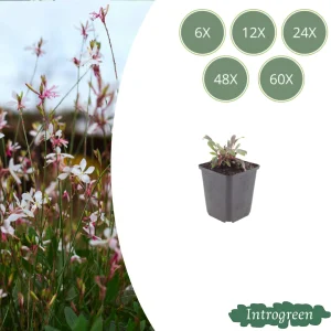Prachtkaars ‘Siskiyou Pink’