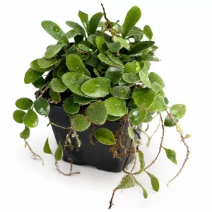 Pyrrosia nummularifolia