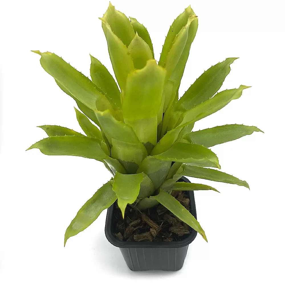 Quesnelia Tubifolia - Image 2