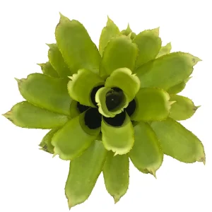 Quesnelia Tubifolia