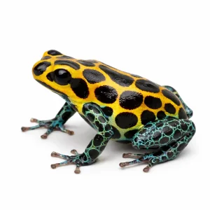 Ranitomeya imitator Tarapoto