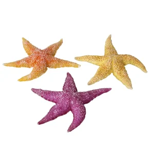 Real sea star /assorted 17x15x2,3CM