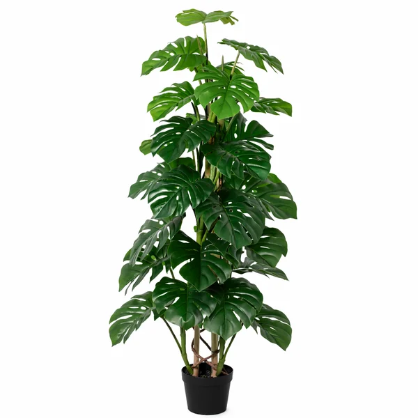 Realistische Kunst Gatenplant
