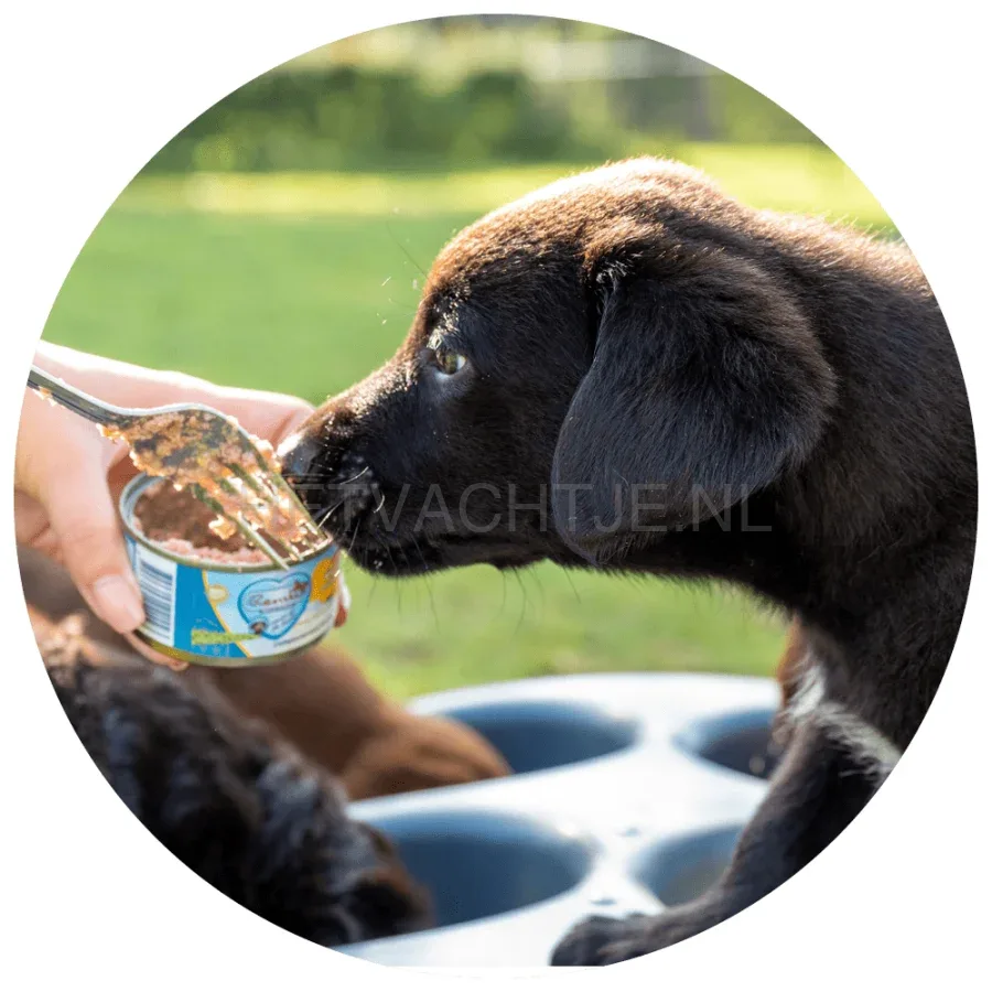 RENSKE - Puppy/junior Kip met Lam - Image 2