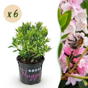 Rhododendron Bloombux Light Pink - 6 planten