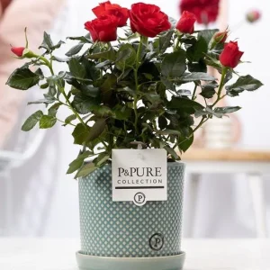 Rode Kamerroos, Stijlvolle Wite Pot P&PURE Lauren Ceramics, Hoogte