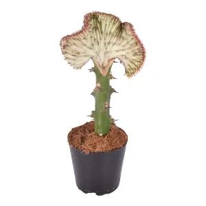 Rode Koraalcactus
