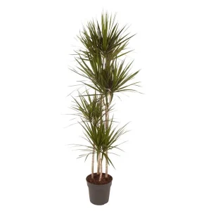 Rode Rand Drakenbloedboom, kamerplant met rode randen