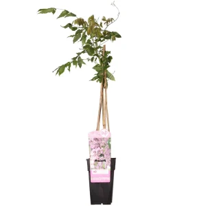Roze Regen | 1 of 2 stuks