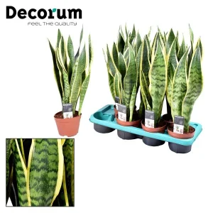 Sansevieria Laurentii