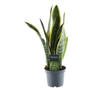 Sansevieria Laurentii, Kamerplant met zwaardvormige bladeren