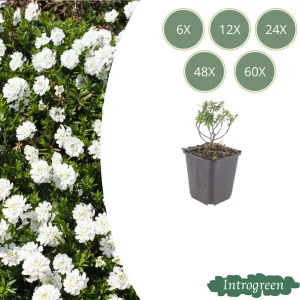 Scheefbloem