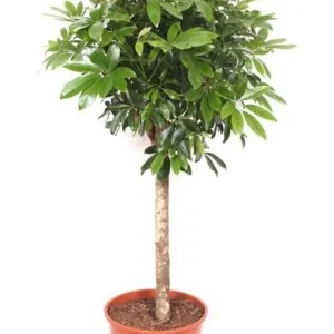 Schefflera - Moderne plant op stam - Glanzende groene bladeren
