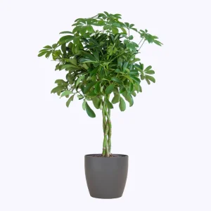 Schefflera Nora – Vingerplant 70 cm (Ø21) – Met duurzame pot of mand naar keuze
