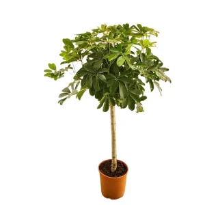 Schefflera op stam