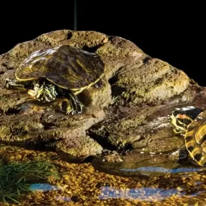 Schildpad Eiland Hoek Large