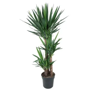 Schitterende Palmlelie - palmachtige plant binnen - Donkergroene Yucca Elephantipes