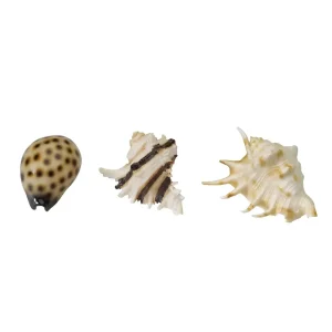 Sea Shell Mix 8,5-10CM