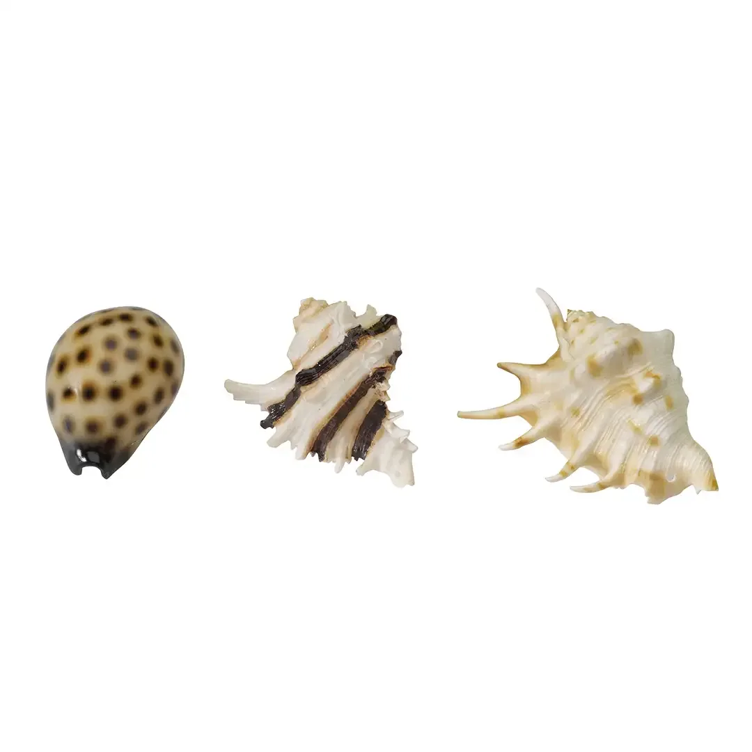 Sea Shell Mix 8,5-10CM