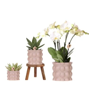 Set Cotton Zand; Vlinderorchidee Ghent + Cucculenten in Cotton Sierpot Zand