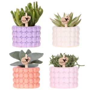 Set Poppy Mix, Paars - Wit- Perzik - Roze + Vetplanten