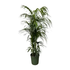 Sierlijke kamerplant in Donkergroen | Kentia palm Diepgroen - niet giftig