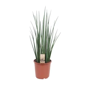 Slangenplant, Vrouwentong, Cilindrische/Speer lijkend Groen Blad, Sansevieria Mikado