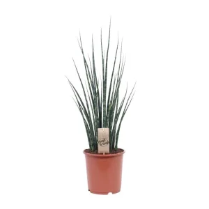 Slangenplant, Vrouwentong, Cilindrische/Speer lijkend Groen Blad, Sansevieria Mikado