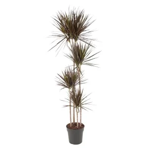 Slanke kamerplant Dracaena Magenta met opvallende magenta-roze randen
