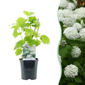 Sneeuwbalhortensia Wit