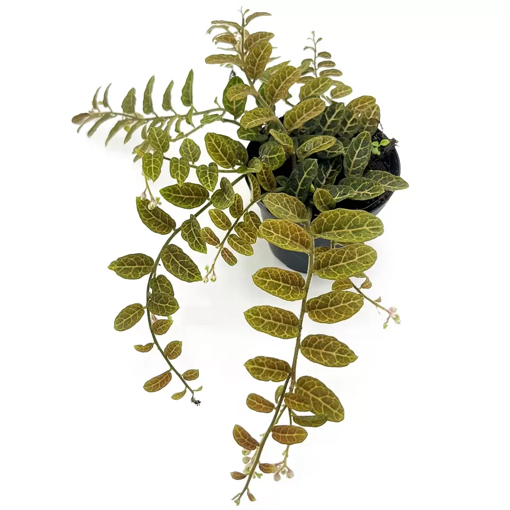 Solanum species Equador