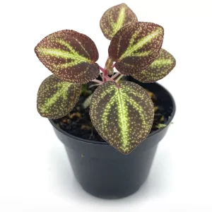 Sonerila Tuber