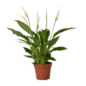 Spathiphyllum Bingo Cupido