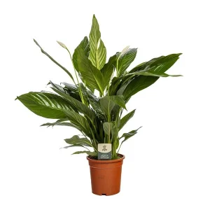 Spathiphyllum Bingo Cupido - Vredeslelie - Lepelplant